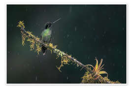 Wall print Hummingbird in the rainforest - André Wandrei