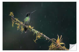 Wandsticker Kolibri im Regenwald