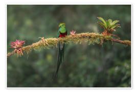 Wall print Greater bird of paradise at the lookout point - André Wandrei