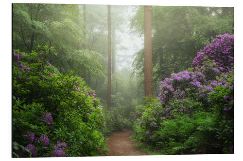 Alubild Weg der Rhododendronträume