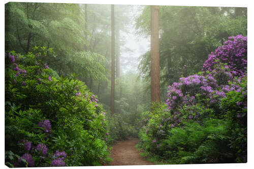 Obraz na płótnie Path of rhododendron dreams