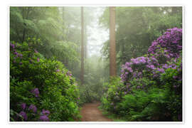 Billede Path of rhododendron dreams - Martin Podt