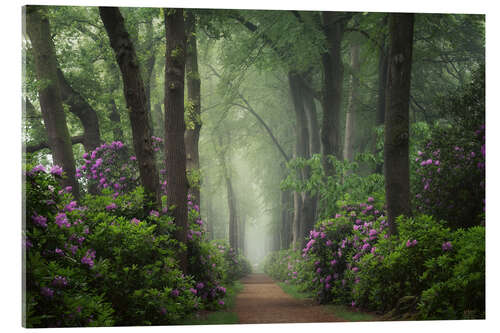 Acrylglasbild Mystischer Weg der Rhododendren