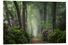 Acrylglasbild Mystischer Weg der Rhododendren - Martin Podt