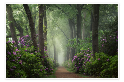 Plakat Mystical Path of Rhododendrons