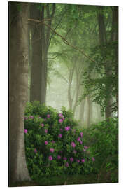 Aluminiumtavla Rhododendrons in the mist