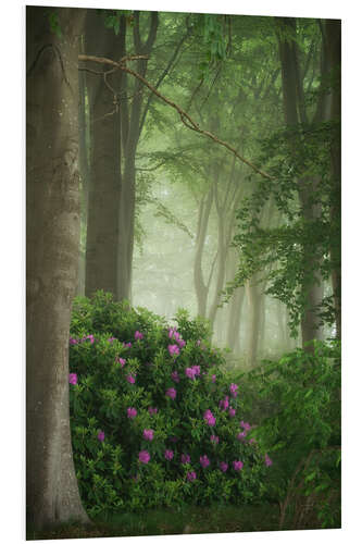 Quadro em PVC Rhododendrons in the mist