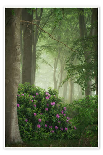Plakat Rhododendrons in the mist
