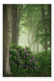 Billede Rhododendrons in the mist - Martin Podt