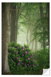 Selvklebende plakat Rhododendrons in the mist