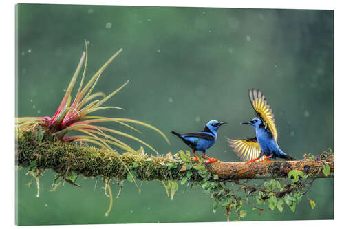 Acrylglasbild Begegnung im Tropenwald