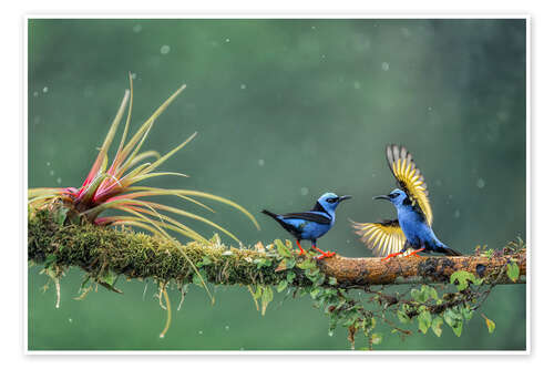Poster Encounter in the tropical forest