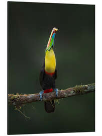 Aluminium print Toucan in Perfection - André Wandrei