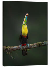 Tableau sur toile Toucan in Perfection - André Wandrei