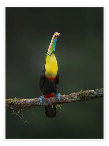 Poster Toucan in Perfection