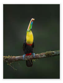 Tableau Toucan in Perfection - André Wandrei