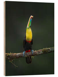 Cuadro de madera Toucan in Perfection - André Wandrei