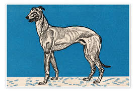 Stampa Greyhound - Moriz Jung