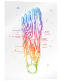 Tableau en verre acrylique Muscles of the Foot - Mod Pop Deco