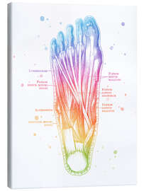 Canvas print Muscles of the Foot - Mod Pop Deco