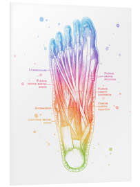 Hartschaumbild Muskeln des Fußes