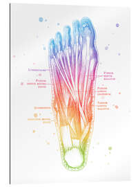 Cuadro de plexi-alu Muscles of the Foot - Mod Pop Deco