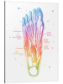 Magnettafel Muskeln des Fußes