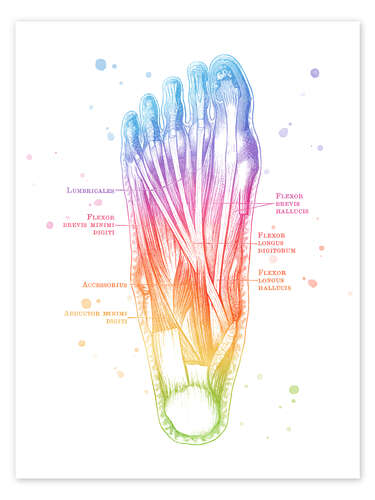 Poster Muscles of the Foot