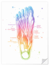 Wandsticker Muskeln des Fußes