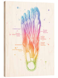 Holzbild Muskeln des Fußes