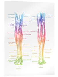 Obraz na szkle akrylowym Muscles of the Legs