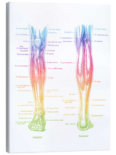 Canvas print Muscles of the Legs