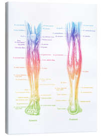 Canvas print Muscles of the Legs - Mod Pop Deco
