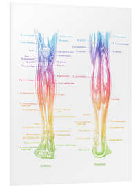 Hartschaumbild Muskeln der Beine
