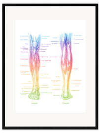 Gerahmter Kunstdruck Muskeln der Beine