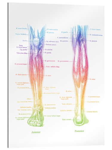Galleritryk Muscles of the Legs