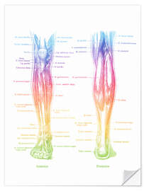 Wandsticker Muskeln der Beine