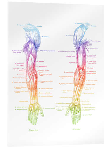 Obraz na szkle akrylowym Arm Muscle Anatomy
