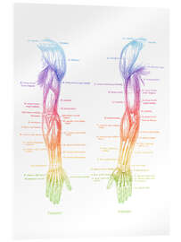Obraz na szkle akrylowym Arm Muscle Anatomy - Mod Pop Deco