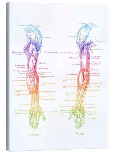 Canvas print Arm Muscle Anatomy