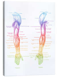 Canvas print Arm Muscle Anatomy - Mod Pop Deco