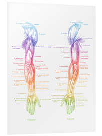 Hartschaumbild Anatomie der Armmuskulatur