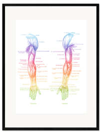 Gerahmter Kunstdruck Anatomie der Armmuskulatur