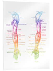 Gallery Print Anatomie der Armmuskulatur
