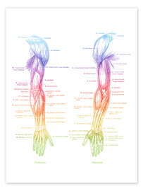 Wandbild Anatomie der Armmuskulatur - Mod Pop Deco