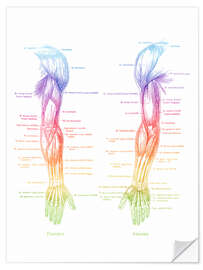 Wandsticker Anatomie der Armmuskulatur