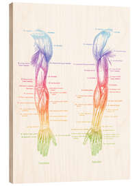 Holzbild Anatomie der Armmuskulatur