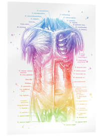 Obraz na szkle akrylowym Torso Anatomy - Mod Pop Deco