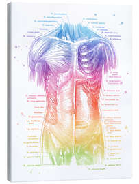 Canvas print Torso Anatomy - Mod Pop Deco