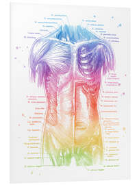 Hartschaumbild Anatomie des Oberkörpers